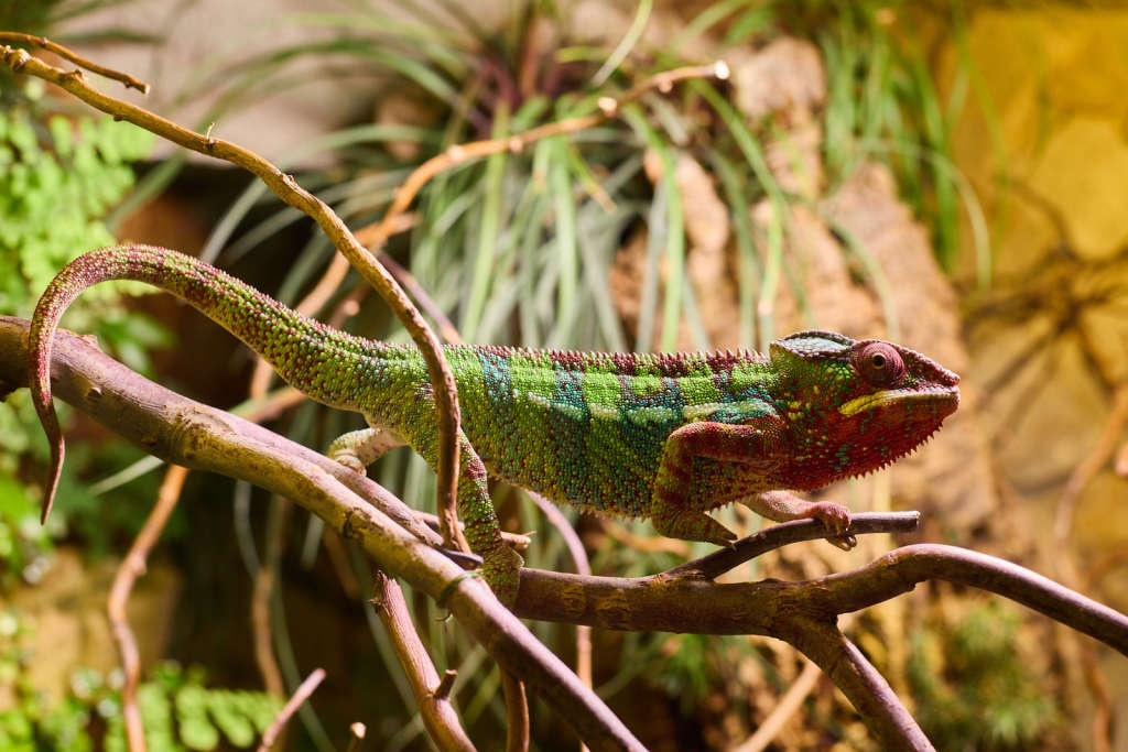 Reptiles